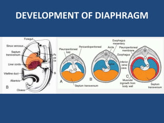 DEVELOPMENT OF DIAPHRAGM
 