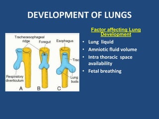 DEVELOPMENT OF LUNGS
Factor affecting Lung
Development
• Lung liquid
• Amniotic fluid volume
• Intra thoracic space
availability
• Fetal breathing
 