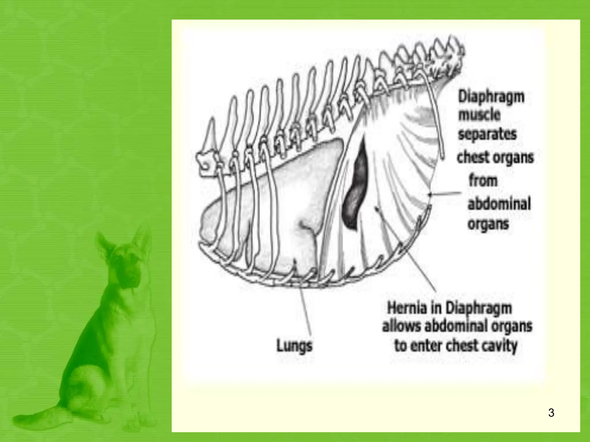 Diaphragmatic hernia in dog.pptx