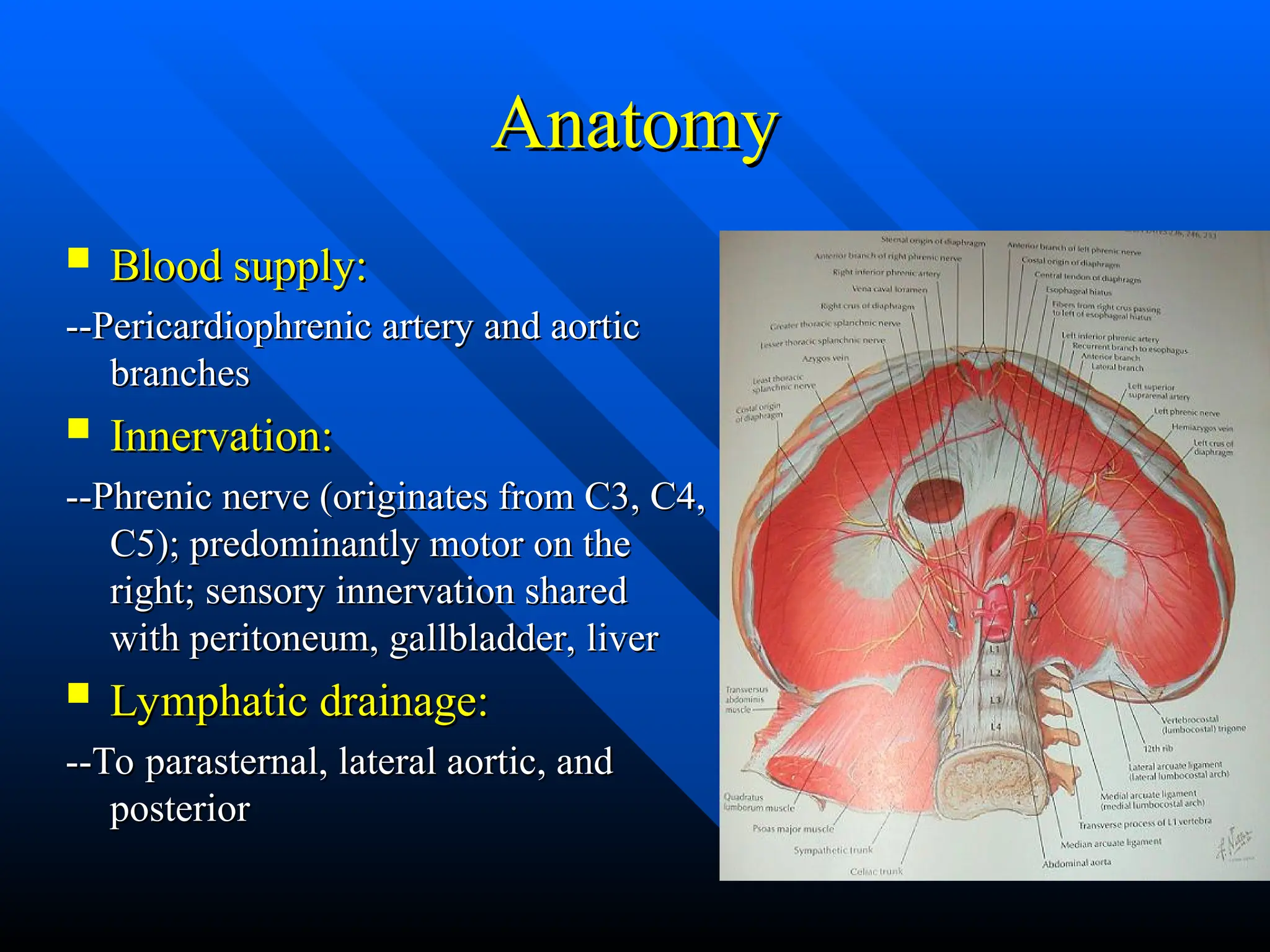 Anatomy
Anatomy
 Blood supply:
Blood supply:
--Pericardiophrenic artery and aortic
--Pericardiophrenic artery and aortic
branches
branches
 Innervation:
Innervation:
--Phrenic nerve (originates from C3, C4,
--Phrenic nerve (originates from C3, C4,
C5); predominantly motor on the
C5); predominantly motor on the
right; sensory innervation shared
right; sensory innervation shared
with peritoneum, gallbladder, liver
with peritoneum, gallbladder, liver
 Lymphatic drainage:
Lymphatic drainage:
--To parasternal, lateral aortic, and
--To parasternal, lateral aortic, and
posterior
posterior
 