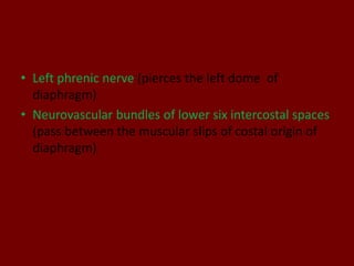 • Left phrenic nerve (pierces the left dome of
diaphragm)
• Neurovascular bundles of lower six intercostal spaces
(pass between the muscular slips of costal origin of
diaphragm)
 