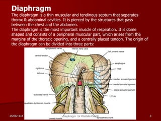 Diaphragm
The diaphragm is a thin muscular and tendinous septum that separates
thorax & abdominal cavities. It is pierced by the structures that pass
between the chest and the abdomen.
The diaphragm is the most important muscle of respiration. It is dome
shaped and consists of a peripheral muscular part, which arises from the
margins of the thoracic opening, and a centrally placed tendon. The origin of
the diaphragm can be divided into three parts:
25/06/1441 Diaphragm Dr Mostafa Kandil 3
 