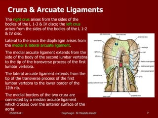 The right crus arises from the sides of the
bodies of the L 1-3 & IV discs; the left crus
arises from the sides of the bodies of the L 1-2
& IV disc.
Lateral to the crura the diaphragm arises from
the medial & lateral arcuate ligament.
The medial arcuate ligament extends from the
side of the body of the second lumbar vertebra
to the tip of the transverse process of the first
lumbar vertebra.
The lateral arcuate ligament extends from the
tip of the transverse process of the first
lumbar vertebra to the lower border of the
12th rib.
The medial borders of the two crura are
connected by a median arcuate ligament
which crosses over the anterior surface of the
aorta
Crura & Arcuate Ligaments
25/06/1441 Diaphragm Dr Mostafa Kandil 7
 