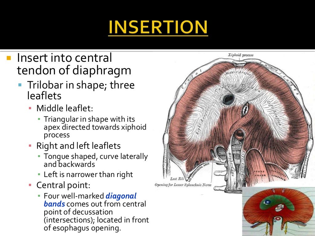 Diaphragm Anatomy
