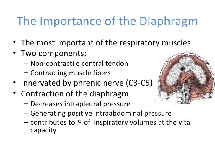 Diaphragm Movement And Contractility Evaluation By Thoracic Ultrasound