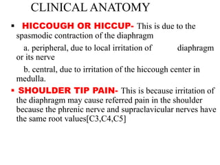 CLINICAL ANATOMY
 HICCOUGH OR HICCUP- This is due to the
spasmodic contraction of the diaphragm
a. peripheral, due to local irritation of diaphragm
or its nerve
b. central, due to irritation of the hiccough center in
medulla.
 SHOULDER TIP PAIN- This is because irritation of
the diaphragm may cause referred pain in the shoulder
because the phrenic nerve and supraclavicular nerves have
the same root values[C3,C4,C5]
 