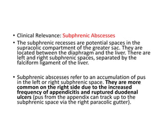 • Clinical Relevance: Subphrenic Abscesses
• The subphrenic recesses are potential spaces in the
supracolic compartment of the greater sac. They are
located between the diaphragm and the liver. There are
left and right subphrenic spaces, separated by the
falciform ligament of the liver.
• Subphrenic abscesses refer to an accumulation of pus
in the left or right subphrenic space. They are more
common on the right side due to the increased
frequency of appendicitis and ruptured duodenal
ulcers (pus from the appendix can track up to the
subphrenic space via the right paracolic gutter).
 