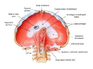 STRUCTURES OF DIAPHRAGM
 