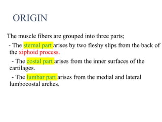 ORIGIN
The muscle fibers are grouped into three parts;
- The sternal part arises by two fleshy slips from the back of
the xiphoid process.
- The costal part arises from the inner surfaces of the
cartilages.
- The lumbar part arises from the medial and lateral
lumbocostal arches.
 