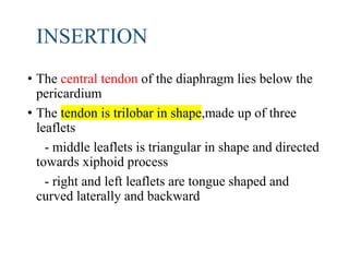 INSERTION
• The central tendon of the diaphragm lies below the
pericardium
• The tendon is trilobar in shape,made up of three
leaflets
- middle leaflets is triangular in shape and directed
towards xiphoid process
- right and left leaflets are tongue shaped and
curved laterally and backward
 