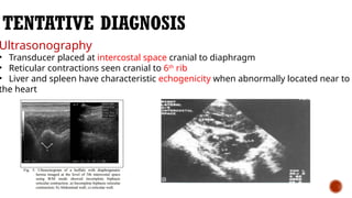 DIAPHRAGMATIC HERNIA IN LARGE ANIMALS.pptx