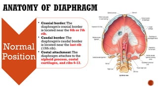 DIAPHRAGMATIC HERNIA IN LARGE ANIMALS.pptx