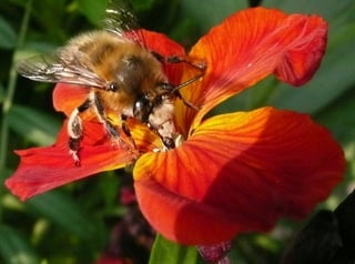 Anthophora plumipes - Giroflée or
 