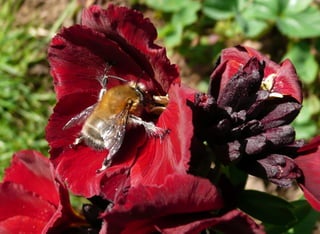 Anthophora plumipes - Giroflée
 