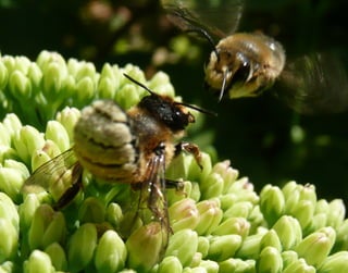Megachile couple - Sedum Campanules
 