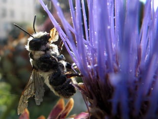 Megachile maritima mâle - Cardon
 