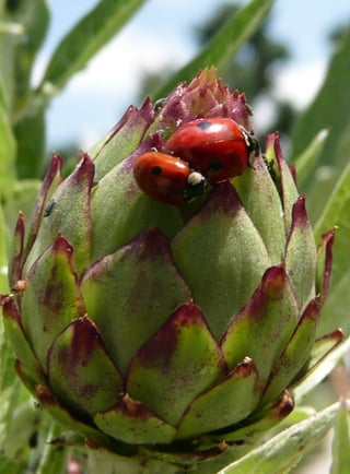 Coccinelle Adalia à 2 points - Cardon
 