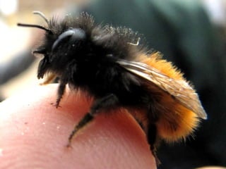 Osmia cornuta sur un doigt
 