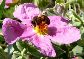 Abeille Apis mellifera - Ciste rose
 