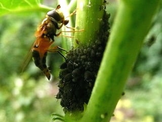 Epystrophe eligans - ponte pucerons
 