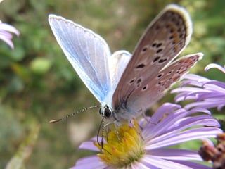 Lycaenydae Azuré mâle - Aster
 