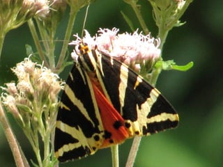 Papillon Ecaille de Chine Eupatoire
 