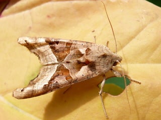 Papillon Méticuleuse craintive
 