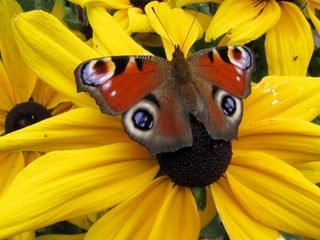 Papillon Paon du Jour Rudbeckia
 