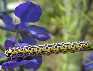 Periphanes delphinii Chenille
 