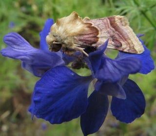 Periphanes delphinii
 