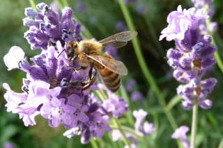 Abeille Apis mellifera - Lavande
 