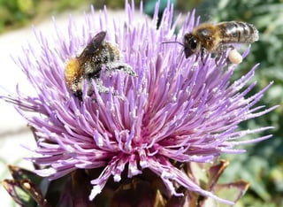 Abeille et Bombus - Cardon
 