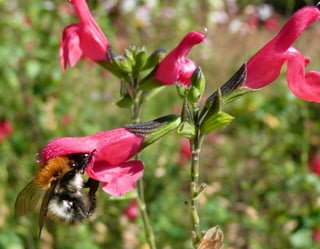 Bombus pascuorum - Sauge coccinée
 