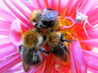 Bombus pascuorum x3 Thomise - Dahlia
 