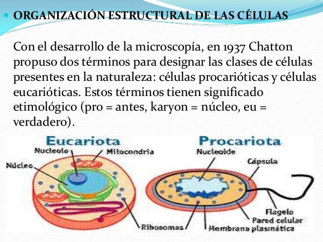 Diapo.. de biologia celular