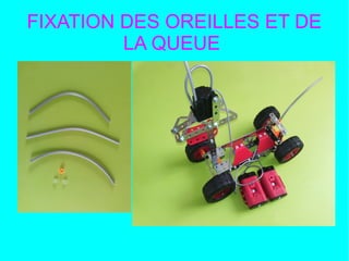 FIXATION DES OREILLES ET DE
LA QUEUE