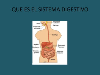 QUE ES EL SISTEMA DIGESTIVO
 