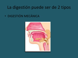 La digestión puede ser de 2 tipos
• DIGESTIÓN MECÁNICA
 