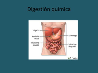 Digestión química
 