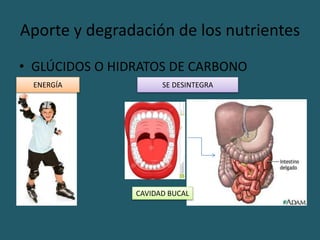 Aporte y degradación de los nutrientes
• GLÚCIDOS O HIDRATOS DE CARBONO
CAVIDAD BUCAL
ENERGÍA SE DESINTEGRA
 