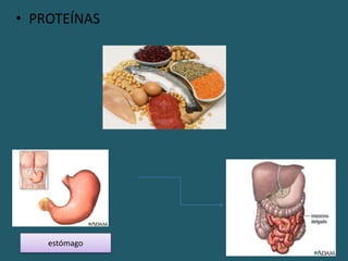 • PROTEÍNAS
estómago
 