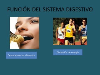 FUNCIÓN DEL SISTEMA DIGESTIVO
Descompone los alimentos
Obtención de energía
 