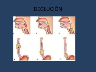 DEGLUCIÓN
 
