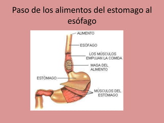 Paso de los alimentos del estomago al
esófago
 