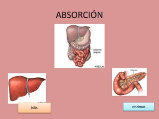 ABSORCIÓN
enzimasbilis
 