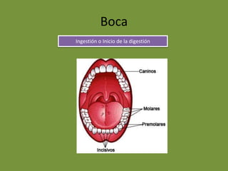 Boca
Ingestión o Inicio de la digestión
 