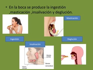 • En la boca se produce la ingestión
,masticación ,insalivación y deglución.
Ingestión
Insalivación
Masticación
Deglución
 