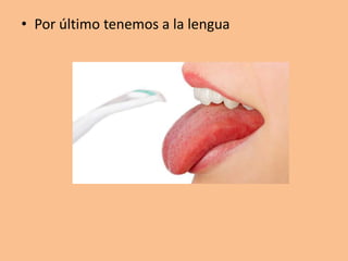 • Por último tenemos a la lengua
 