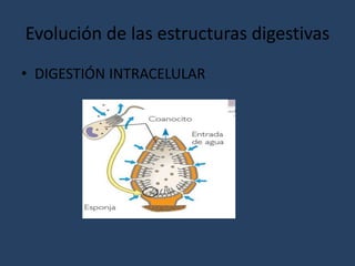 Evolución de las estructuras digestivas
• DIGESTIÓN INTRACELULAR
 