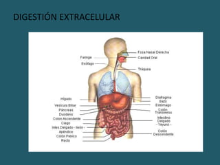 DIGESTIÓN EXTRACELULAR
 